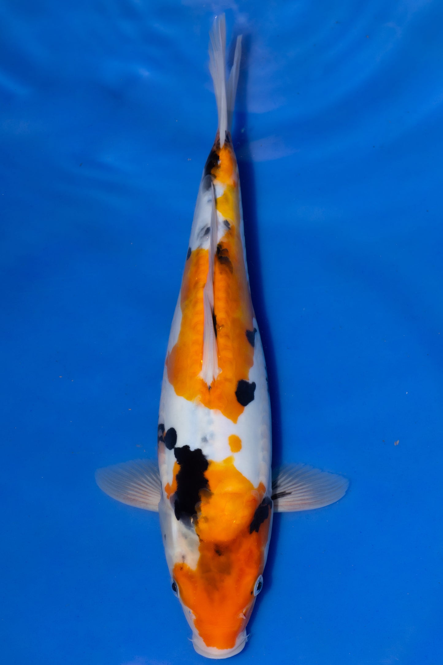 Doitsu Showa, 30 cm, 2025, Tosai [f0bd4308-e652-4a3a-bfe0-c77637a8ecb2.jpg]