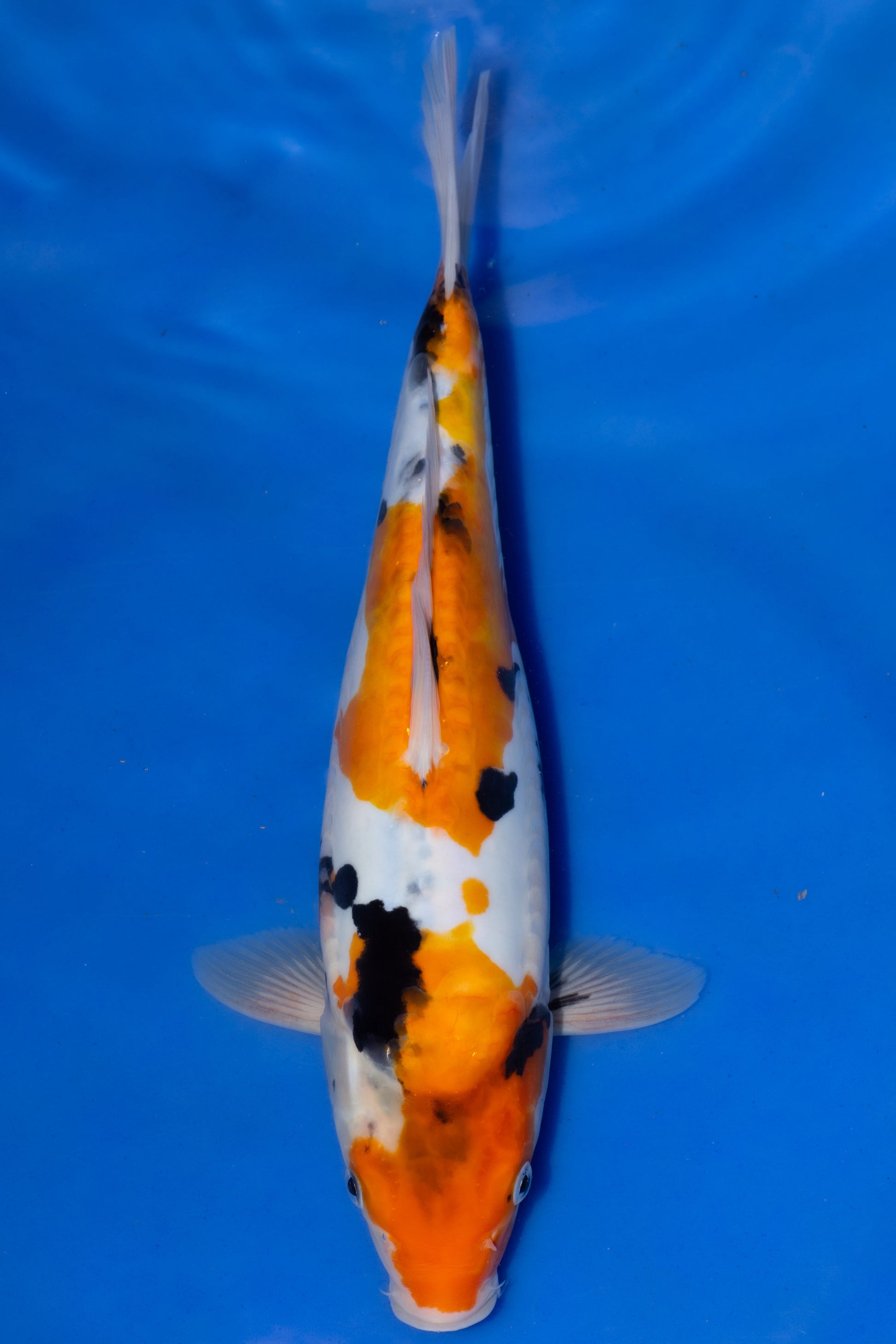 Doitsu Showa, 30 cm, 2025, Tosai [f0bd4308-e652-4a3a-bfe0-c77637a8ecb2.jpg]