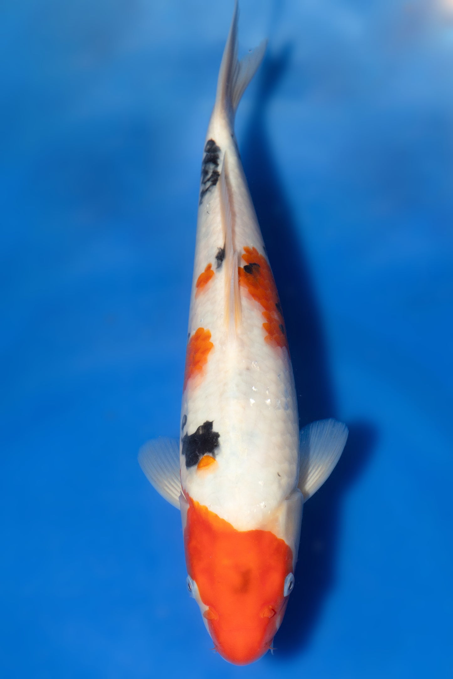 Sanke, 31 cm, 2024, Tosai