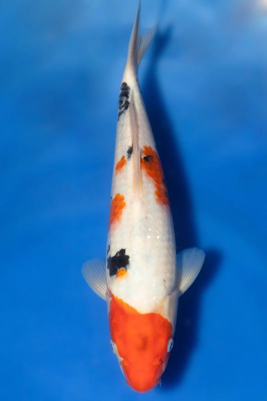 Sanke, 31 cm, 2024, Tosai