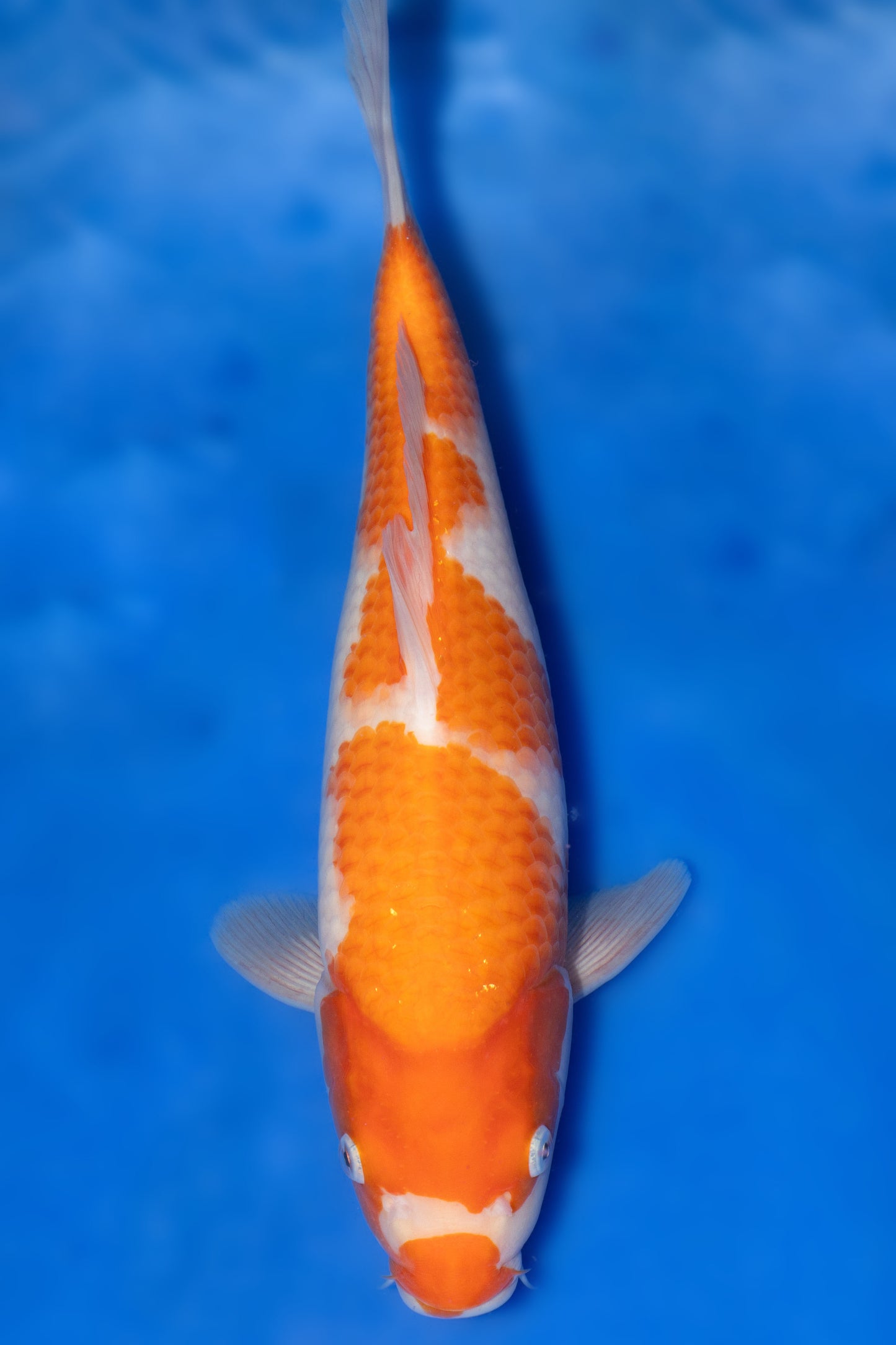Kohaku, 28 cm, 2024, Tosai