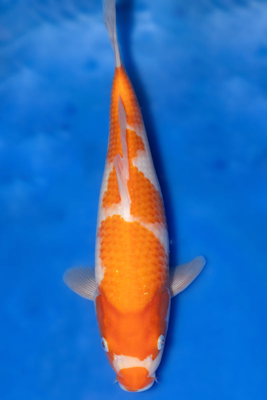 Kohaku, 28 cm, 2024, Tosai
