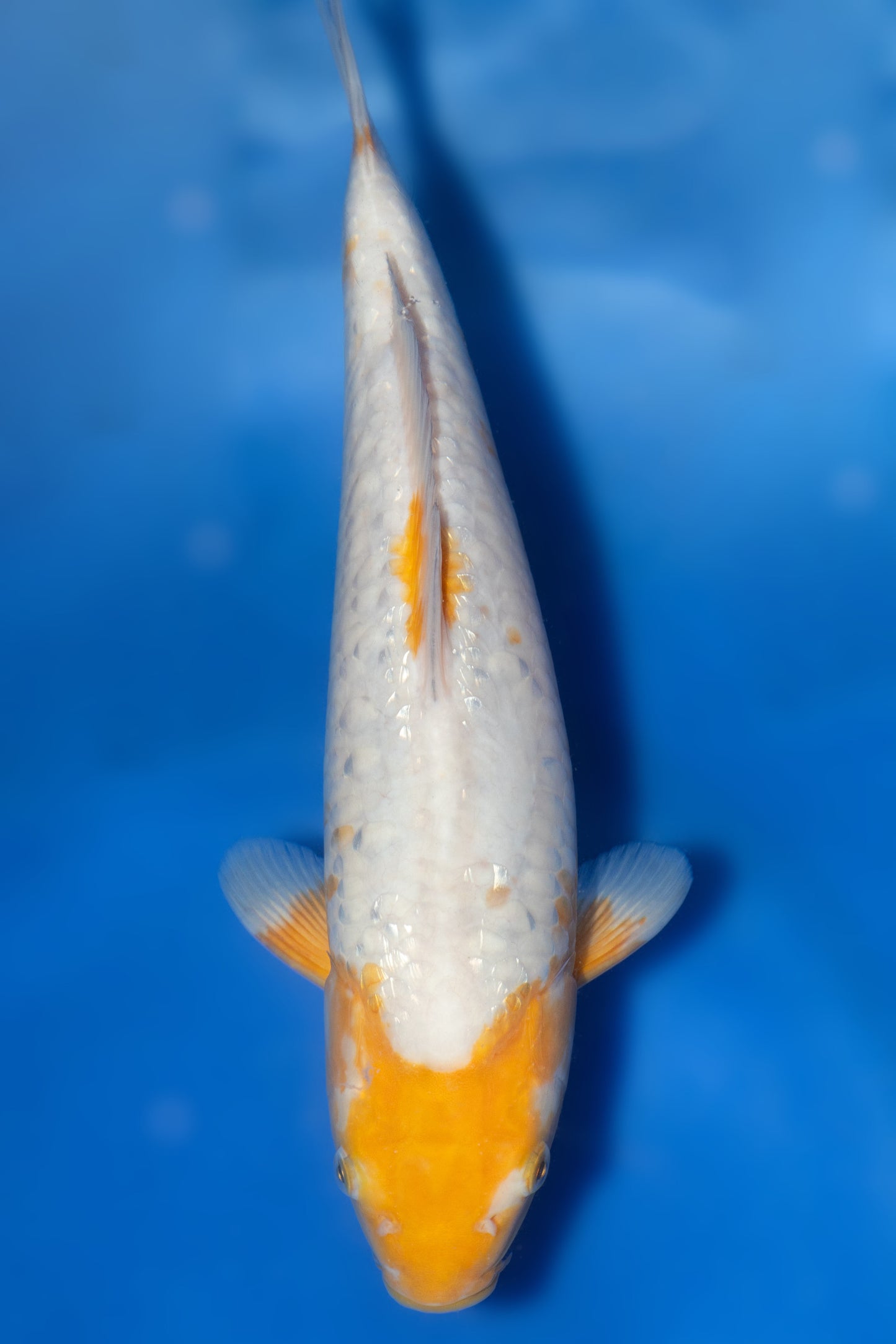 Doitsu Koyo, 32 cm, 2024, Tosai