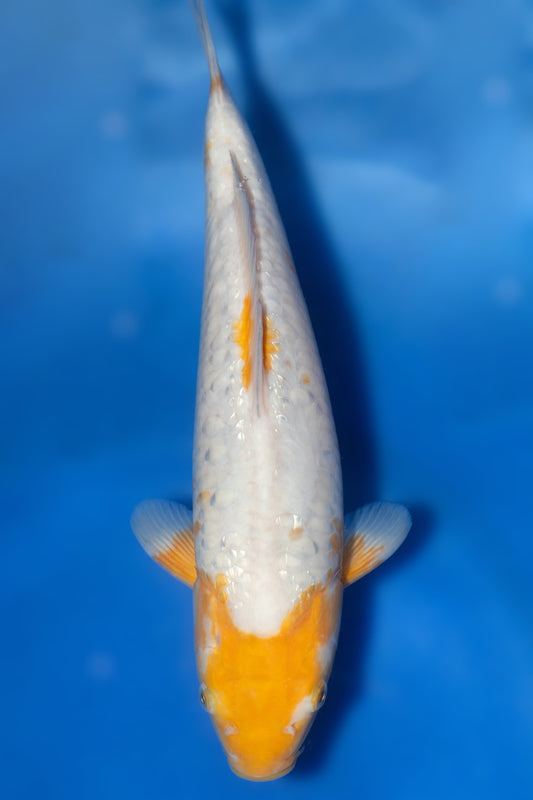 Doitsu Koyo, 32 cm, 2024, Tosai