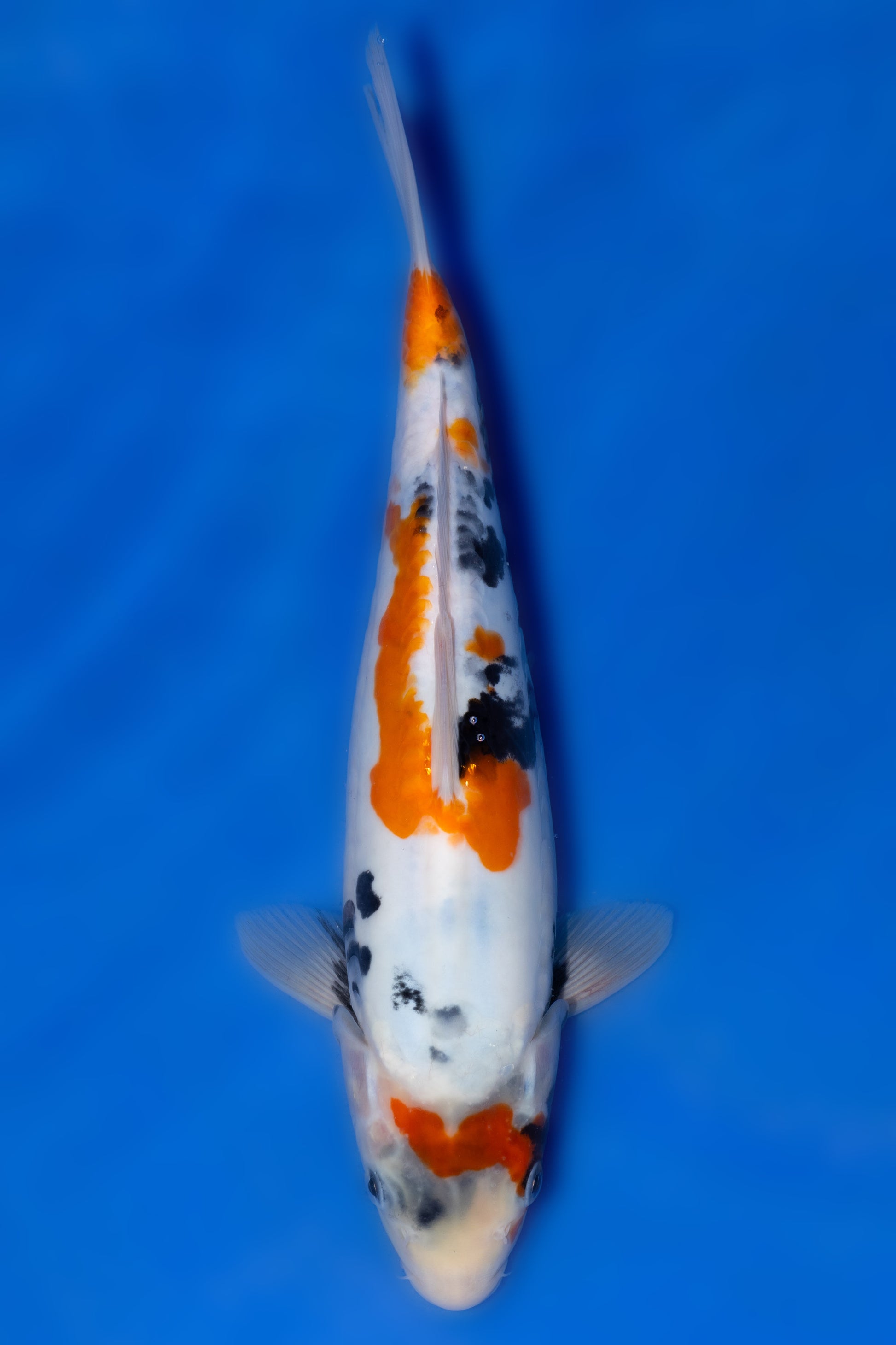 Doitsu Showa, 28 cm, 2025, Tosai [fd39cb0e-4a3b-44c1-a80b-765777c12fb6.jpg]